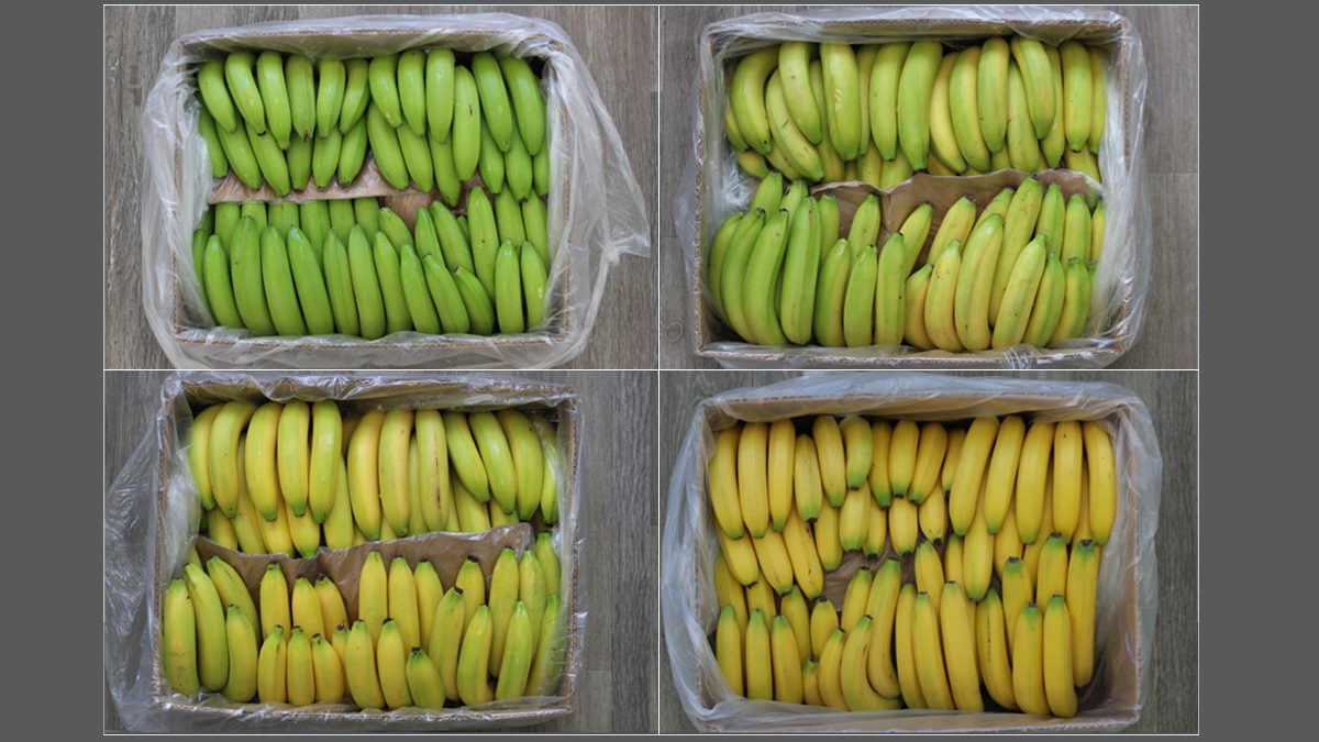 De plátanos verdes a su punto perfecto de maduración, con una tecnología probada.png